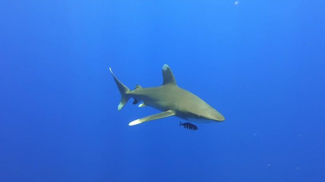 Carcharhinus longimanus