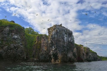 Fototapeta na wymiar Bird colony on Cave bay, Tatar strait coast. Khabarovsk region, far East, Russia.