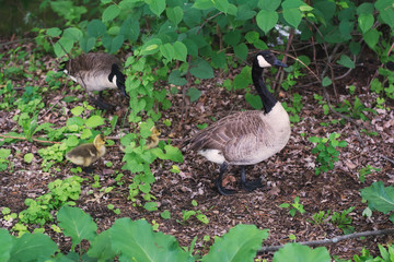 A photo of a family of geese.