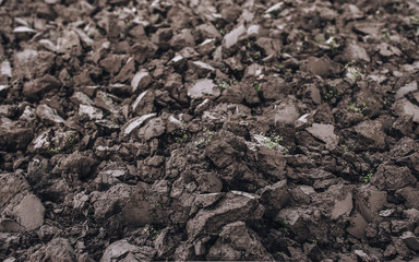 Black soil close up. Agriculture. Chernozem. Cultivation of land. Gray background.