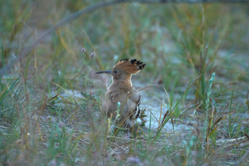 Striped hoopoe among the green grasses on the meadow. A colorful bird with a crest in the nature of the habitat. Ukraine.
