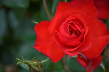 Red rose in the garden.