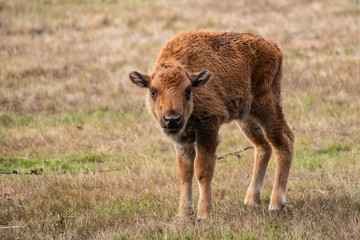 Fototapeta premium Buffalo calf