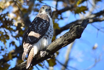Hawk sitting on a branch