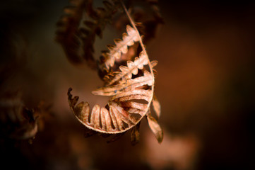 Fern leaf on brown background close up