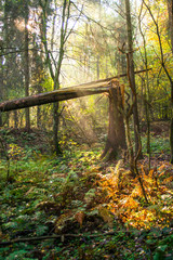 Jesień w leśnym zagajniku © Piotr Szpakowski