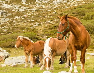 portrait of a herd of red horses grazing on a mountain of Asturias, Spain.