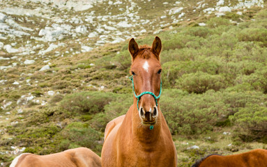 portrait of a herd of red horses grazing on a mountain of Asturias, Spain.