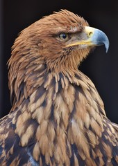 A Tawny Eagle (Aquila rapax) on a black background