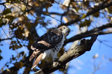 Hawk sitting on a branch