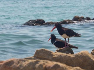 Pair of Australian Pied Oystercatchers on rocks at Dingo Beach