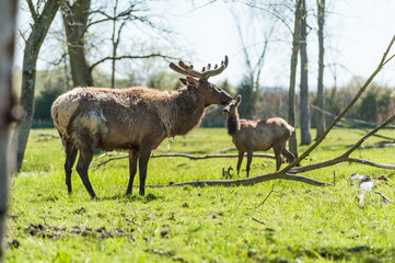Naklejka na ściany i meble Elk with transitioning coat and velvet antlers