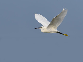 Little Egret in Flight on Blue Sky