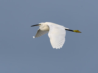 Little Egret in Flight on Blue Sky