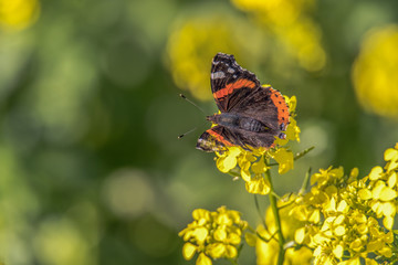 The Admiral (Vanessa atalanta) is a well-known and widespread butterfly of the Northern Hemisphere of the Nymphalidae family. Here he sits on a wonderful yellow shining mustard plant. Concept: insects
