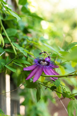 Passion Flower