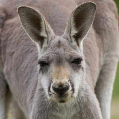 Naklejka na ściany i meble Red Kangaroo Close Up