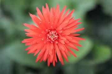 beautiful gerbera flower
