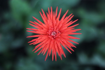 beautiful gerbera flower