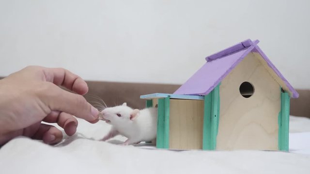 man hand feeding a rat rat coming fighting for food out top of wooden house sniffing nose a hole cute video out of the burrow of a house and sniffs food in search of food . cute mouse albino rat pet