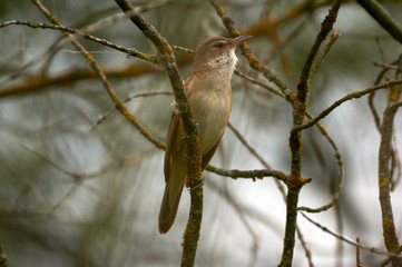 Striped hoopoe among the green grasses on the meadow. A colorful bird with a crest in the nature of the habitat. Ukraine.
