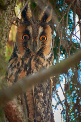 Striped hoopoe among the green grasses on the meadow. A colorful bird with a crest in the nature of the habitat. Ukraine.