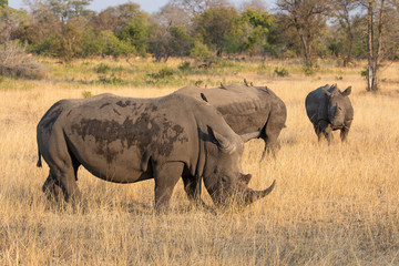 Trio of white rhinoceros,  Cerototherium simium, in African landscape in late afternoon sun
