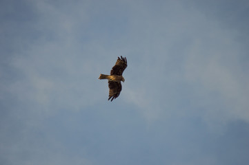 japanese hawk in kamakura