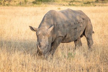 Full body portrait of male white rhinoceros,  Cerototherium simium, in African landscape in late afternoon sun