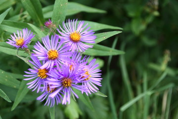 Collection of violet flowers on the left side of the frame