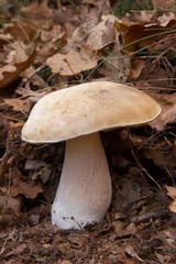 Boletus