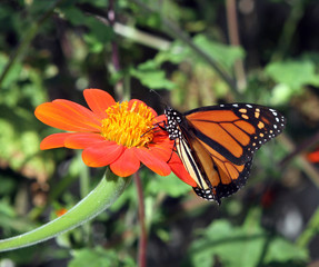 Monarch butterfly feeding on a mexican sunflower