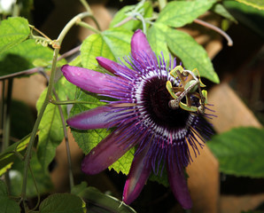 Passiflora flower fully opened