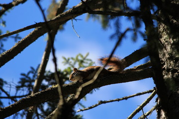 Walking Tours in Canada