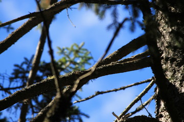 Walking Tours in Canada