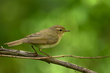 Striped hoopoe among the green grasses on the meadow. A colorful bird with a crest in the nature of the habitat. Ukraine.