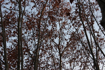 Otoño de Barcelona