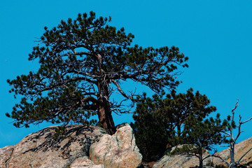 Growing in Rock