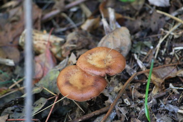 Walking Tours in Canada