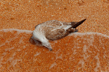Dead seagull is lying on the sandy beach on the edge of water