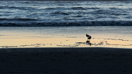 Fototapeta na wymiar aves en playa al atardecer