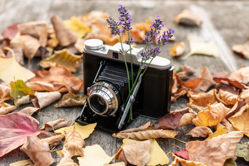 Vintage Kamera steht auf dem Tisch mit Sträußchen Lavendel und umgeben von bunten Herbstlaub