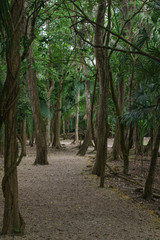 Belize jungle