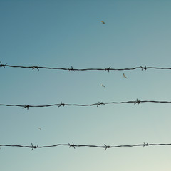 cerco y cielo con aves