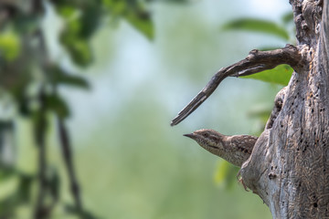 A wryneck (Jynx torquilla) looks out of its tree hollow. Concept: animals or birds