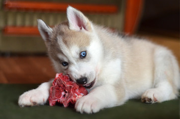 Blue eyes husky puppy eating raw meat