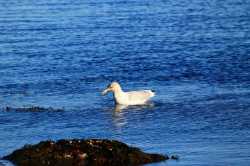 Walking Tours in Canada