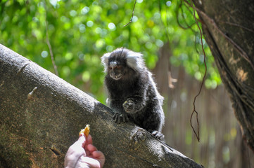 Sagui/Marmoset monkey in Maragogi, Alagoas - Brazil