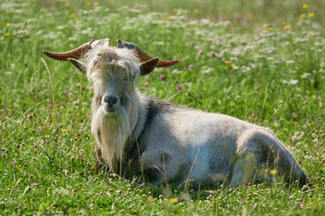 Obraz premium A big white goat with big wide horns and a long beard lies on a meadow among green grass. Animal in the countryside.