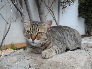 cute cat lie down sleeping looking beautifully